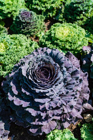 decorative cabbage in the gardenの写真素材