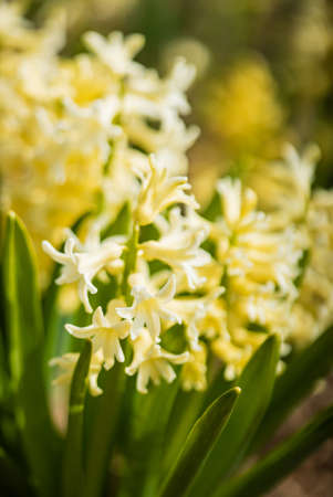 hyacinth in the spring gardenの写真素材