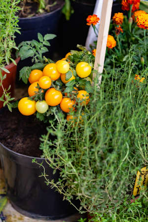 Small tomatoes in the potsの写真素材