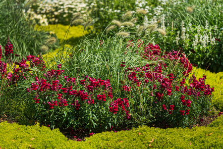 flowers on the urban park