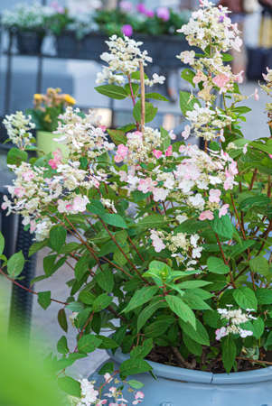 flowers on the urban parkの写真素材