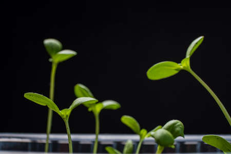 seedling on the black backgroundの写真素材