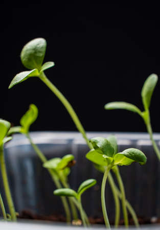 seedling on the black backgroundの写真素材