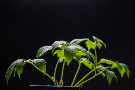 seedling on the black background