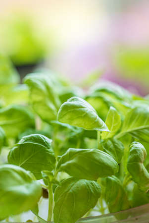young basil in the potの写真素材
