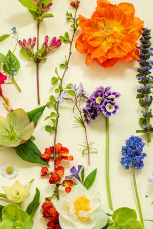 spring flowers and leaves on the yellow backgroundの写真素材