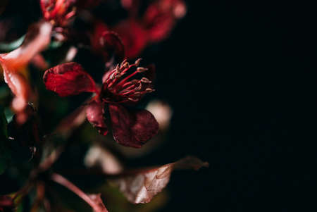flowers on the black backgroundの写真素材