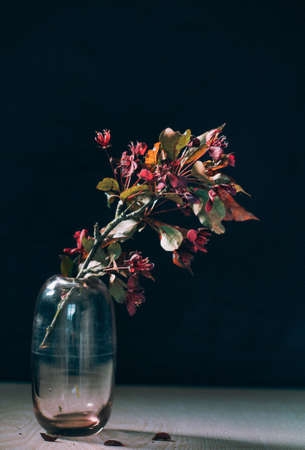 flowers on the black backgroundの写真素材