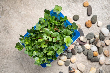 fresh microgreen in the box