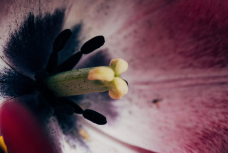 pink tulips on the black backgroundの写真素材
