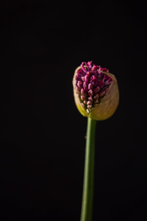 nice flower on the black background