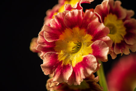 nice flower on the black background