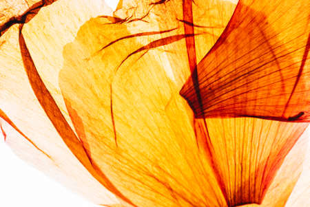 tulip petals on the white backgroundの写真素材