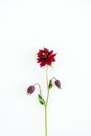 aquilegia flowers on the whiteの写真素材