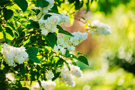 white lilac in the gardenの写真素材