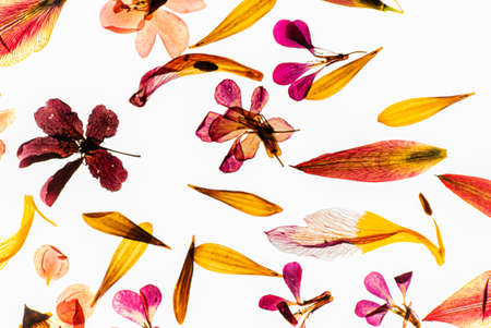 dry flowers on the whiteの写真素材