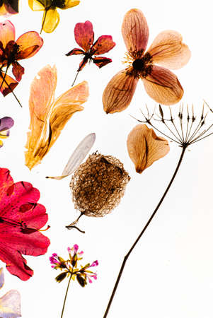dry flowers on the whiteの写真素材