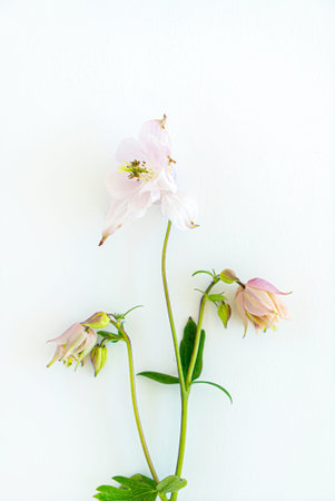 aquilegia flowers on the white
