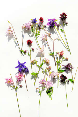 aquilegia flowers on the whiteの写真素材