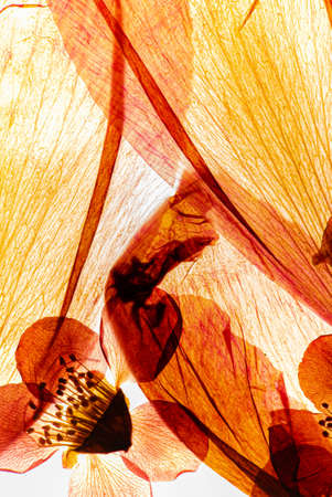 dry flowers on the whiteの写真素材