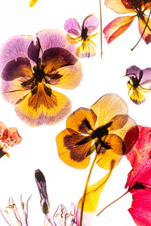 dry flowers on the whiteの写真素材