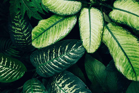 leaves texture on the dark backgroundの写真素材