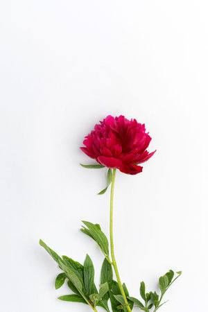 peony on  the white background