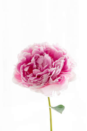 peony on the white backgroundの写真素材