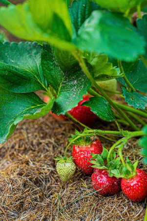 fresh strawberries