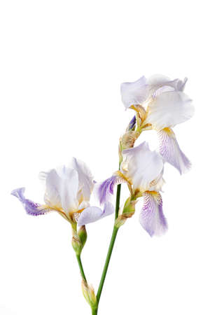 iris on the white backgroundの写真素材