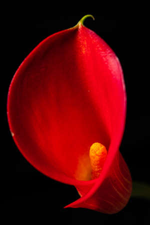 red callaの写真素材