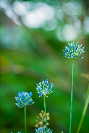 blue onion flowersの写真素材