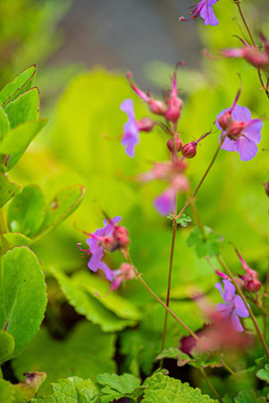 summer flowers