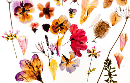dried flowers on the white