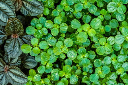 Cultivated plant pilea in greenhouse