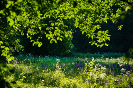 summer day in the forest