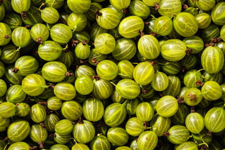 Background of green gooseberry. Fresh berries closeup. Top view. Background of fresh berries. Green food.の写真素材