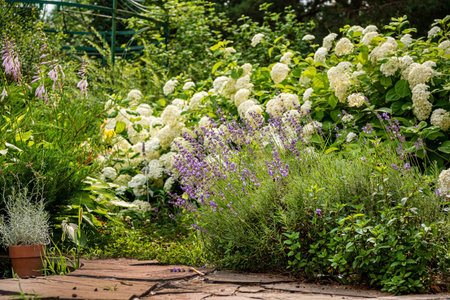 garden with lavender and hydrangea