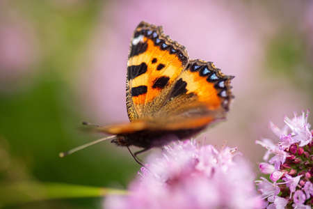 butterfly in the organic gardenの写真素材
