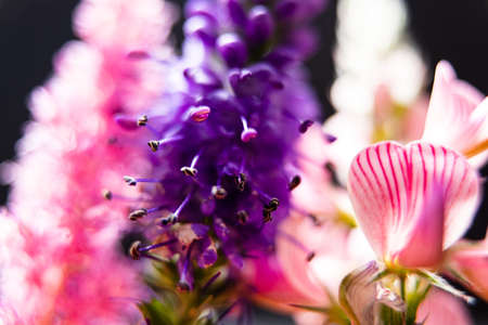 summer flowers on the black backgroundの写真素材