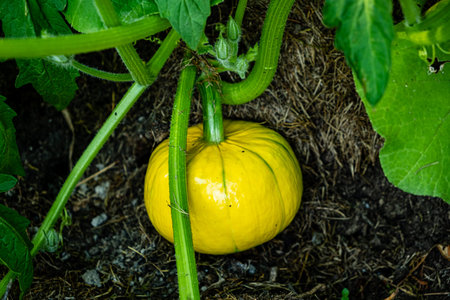 organic pumpkin in the garden