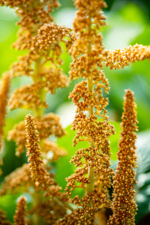 brown amaranth in the garden