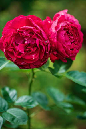 red roses in the gardenの写真素材