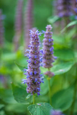 Beautiful purple perennial fennel (foeniculum or agastache) flower in summer garden.の写真素材