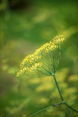 fennel in the organic gardenの写真素材