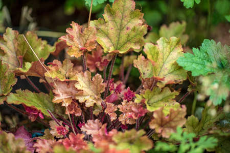 Bright multicolored heuchera flowers blooming on a textured background.の写真素材