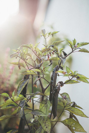 Purple pepper and spices in a pot.