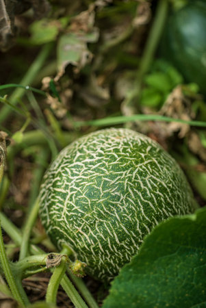 organic melon in the gardenの写真素材