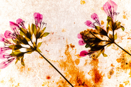 dry flowers on the whiteの写真素材