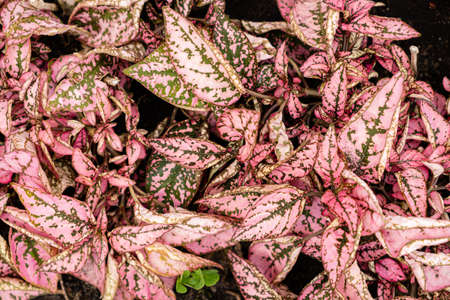 stuffed eggplant rolls with sauceの写真素材